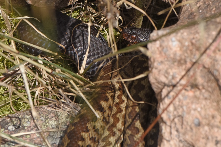 Vipera berus